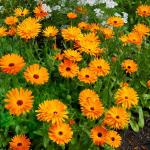 Fleurs - Souci Orange - BIO - face recto